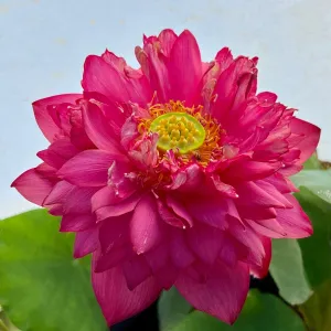 Beauty in Autumn Lotus<br>New For 2024!