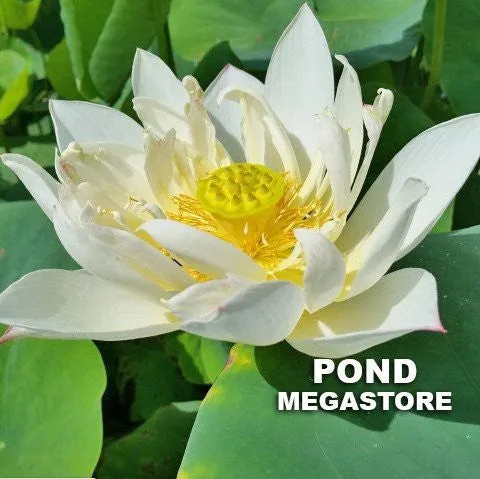 Hope Lotus  <br>Dwarf Size Lotus