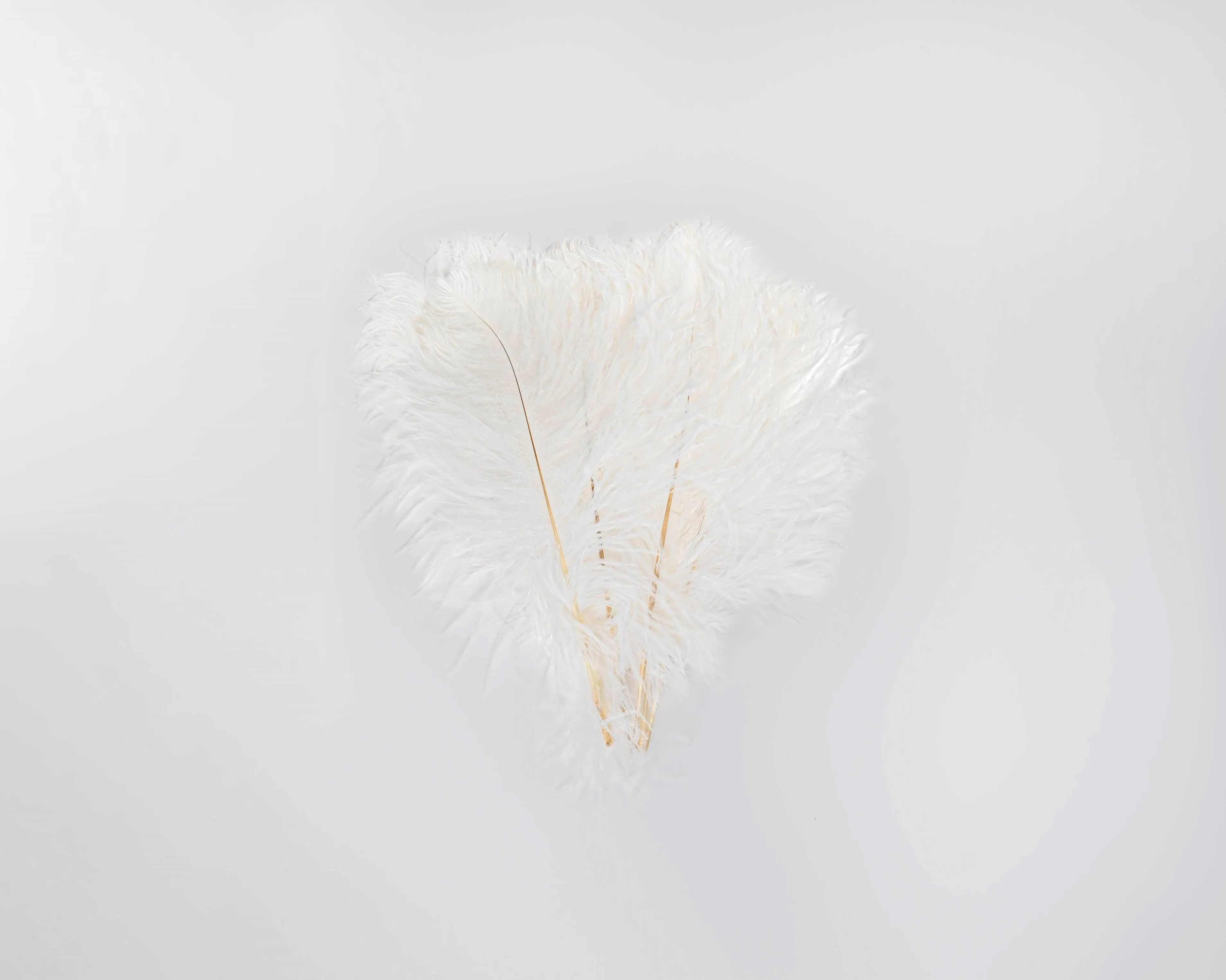 Ostrich Feathers - White Wing Plumes