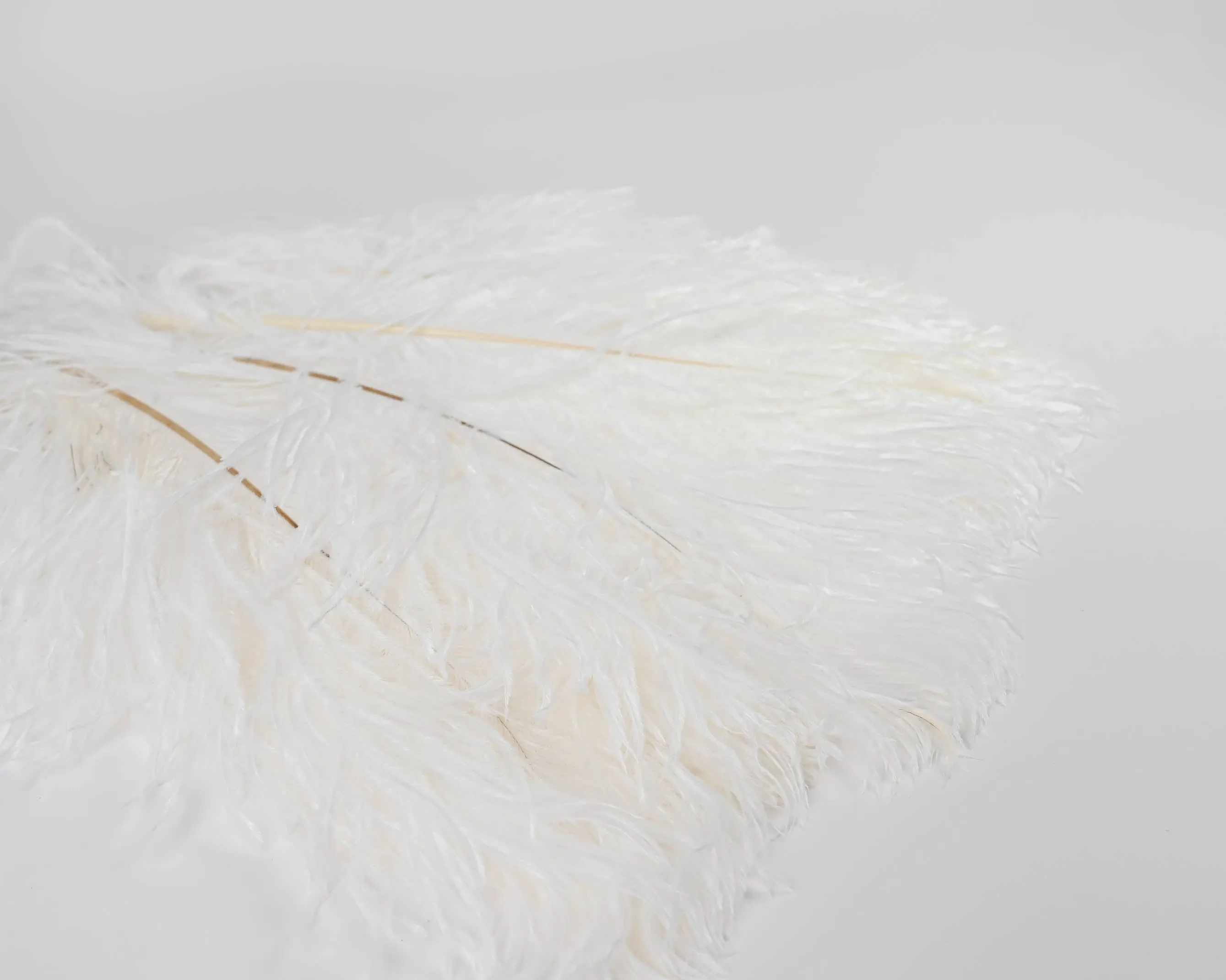 Ostrich Feathers - White Wing Plumes