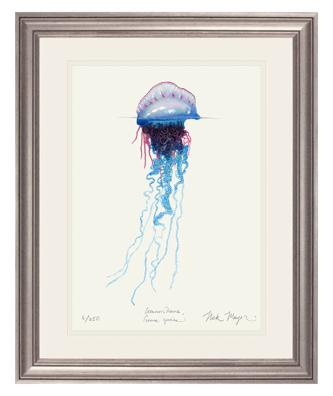 Portuguese Man O' War Print