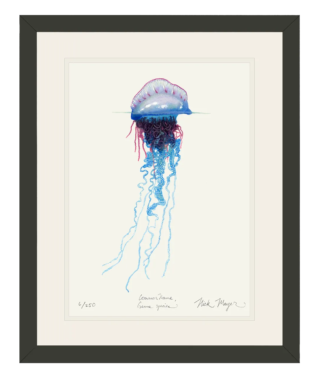 Portuguese Man O' War Print