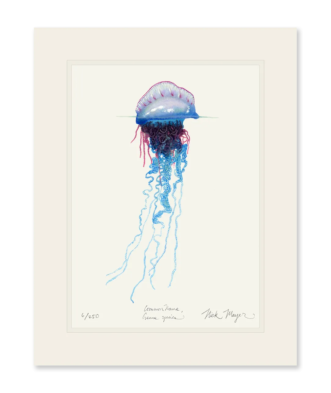 Portuguese Man O' War Print