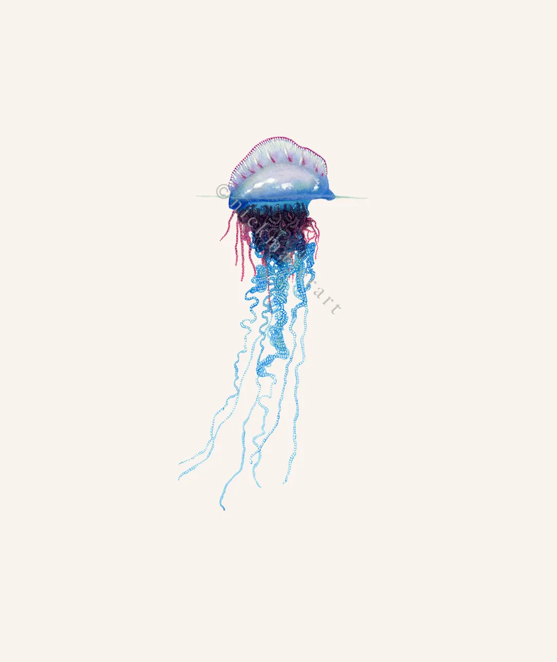 Portuguese Man O' War Print