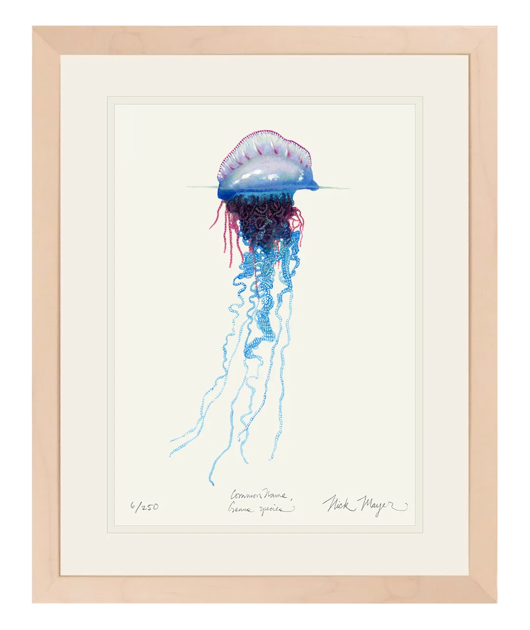 Portuguese Man O' War Print