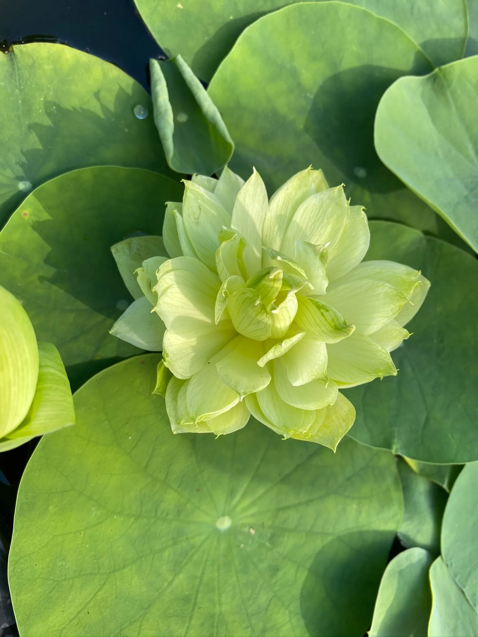 Prairie Star Micro Lotus<br>A Green Lotus Flower!