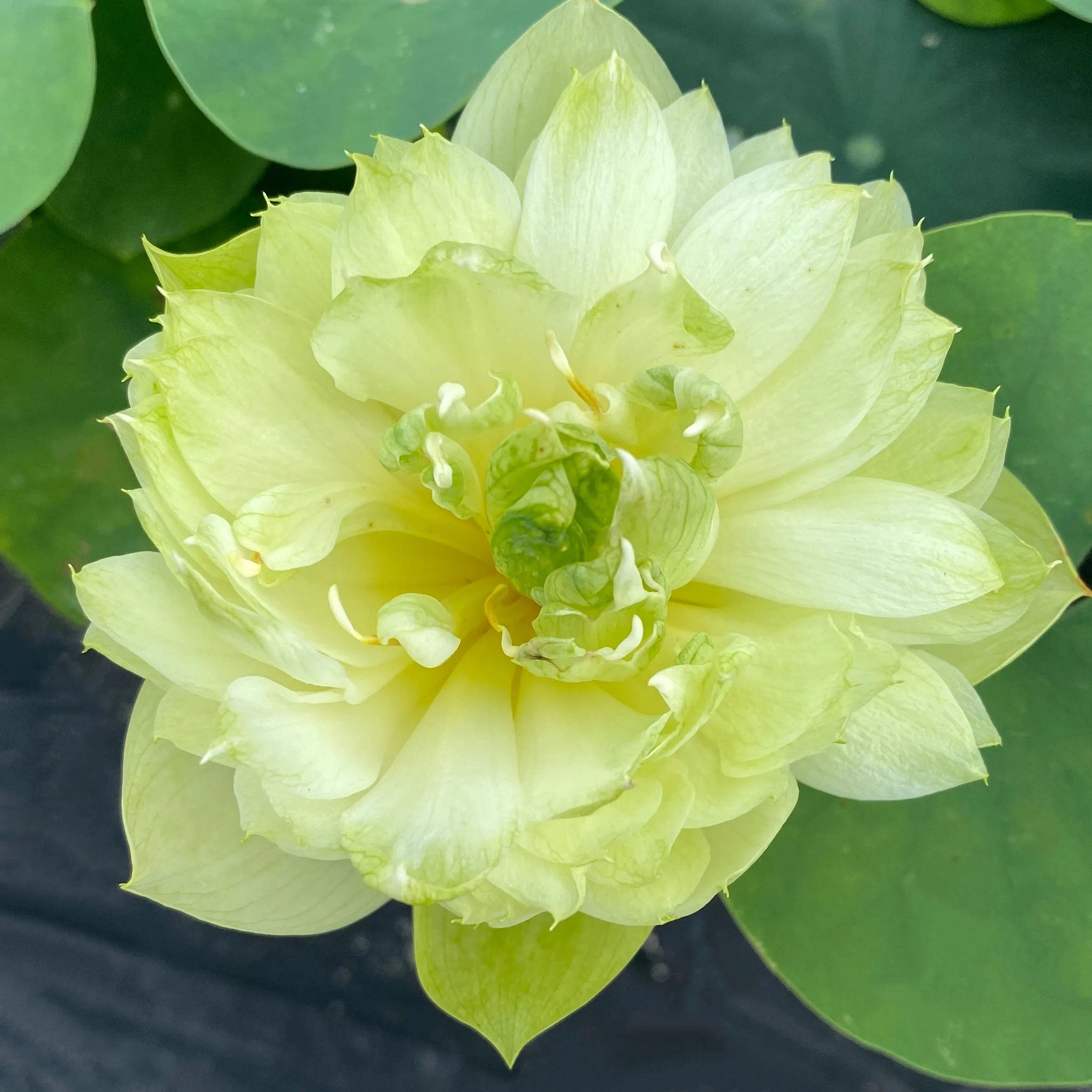 Prairie Star Micro Lotus<br>A Green Lotus Flower!